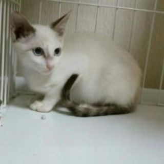 シャムmixぽい男の子です「サム」くん