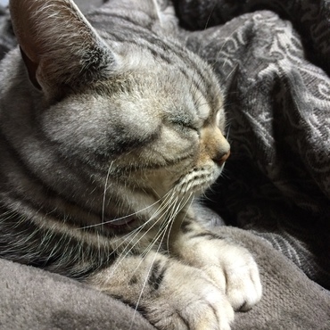 暖かいニャ〜