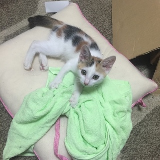 里親募集します