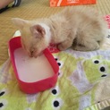 決定致しました
