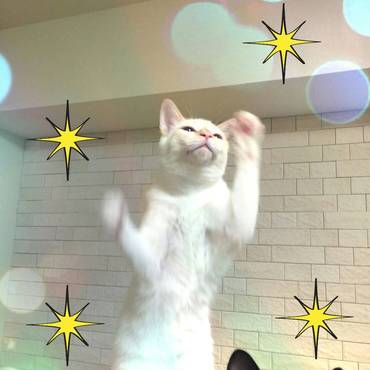 はなまる氏、楽しそうである。  その②：ダンスダンス！