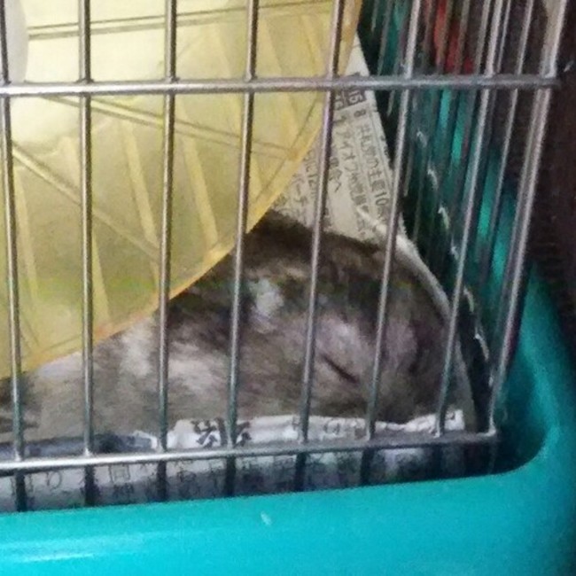 あにーちゃんのカバー写真