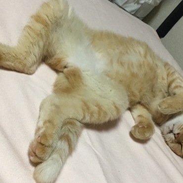 通常時とのギャップが激しい寝姿。