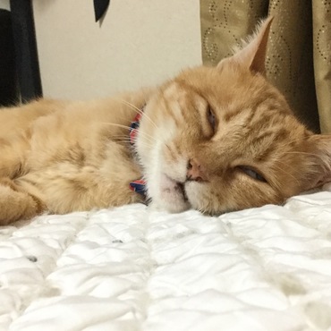 本日も白眼ぎみ。