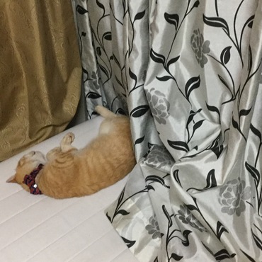 え？飼い主、粗相の後始末中？がんばっ