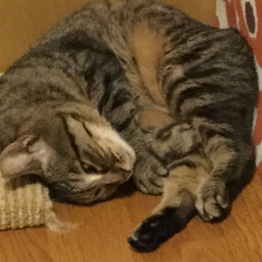 白眼でアンモニャイト寝