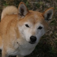 まお