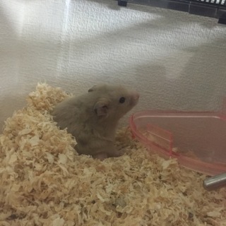 ゴールデンハムスター