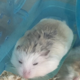 ロボロフスキーハムスター