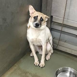 倉敷名物？！下津井犬のイチローくん！