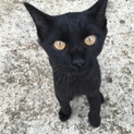 捨てられた黒猫　珍しい虎柄の人懐っこい猫ちゃん。