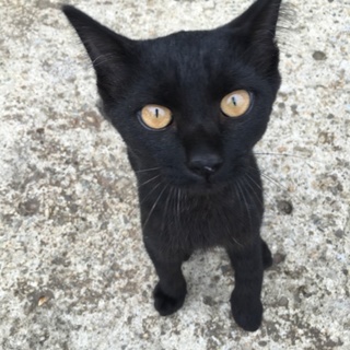 捨てられた黒猫　珍しい虎柄の人懐っこい猫ちゃん。