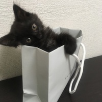酒井ほたる