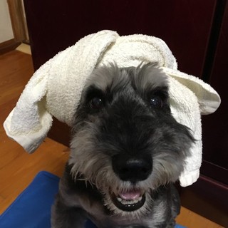 シニアだけど、とても元気でアクティブな男の子♪