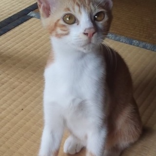 可愛い！茶白ちゃん、募集再開します。