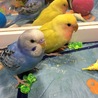 コザさん、好きなのに…つれない。
