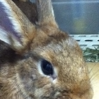 ななちゃんは新しいお家に迎えて頂きました。