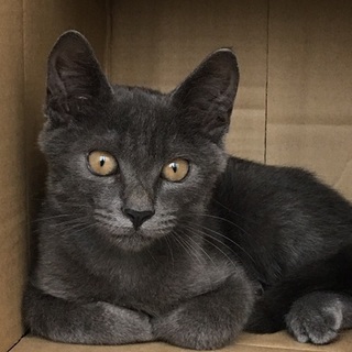 ロシアンブルーみたいな仔猫さん里親さん募集