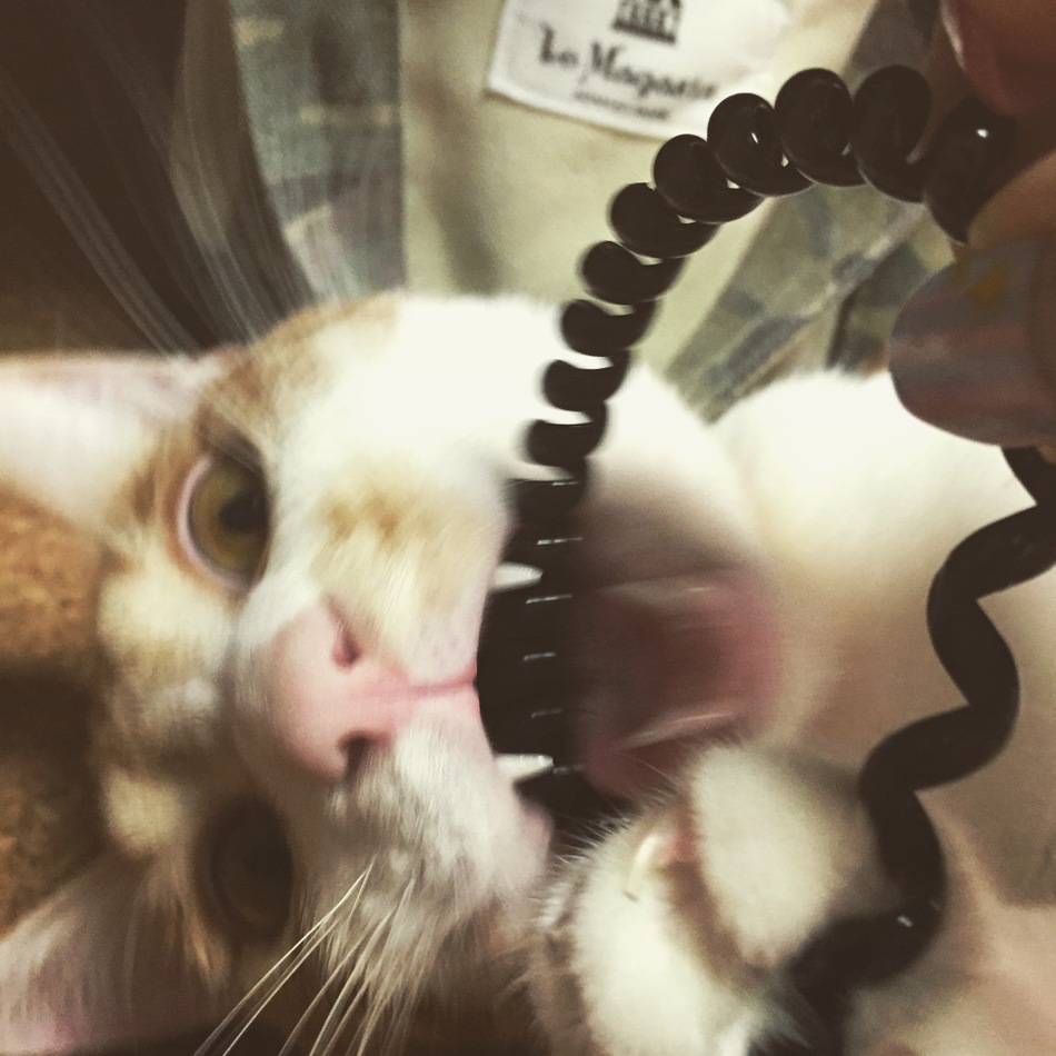 シャンのカバー写真