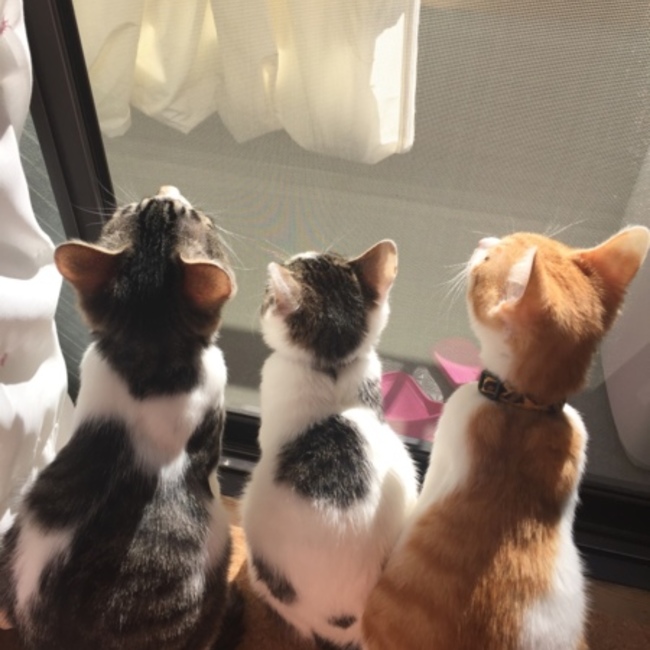 レオン&ニキータのカバー写真