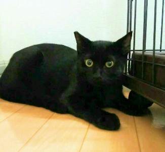 オスカー　人馴れしてます サムネイル1