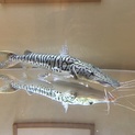 タイガーショベル  55〜60cm