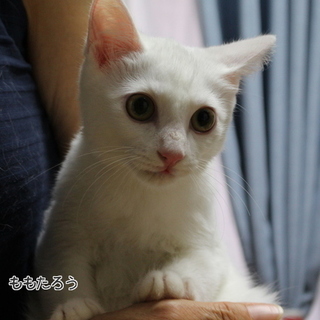 超こわがりですが、馴れるとゴロゴロです。