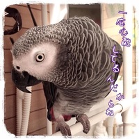 春日ぐふ