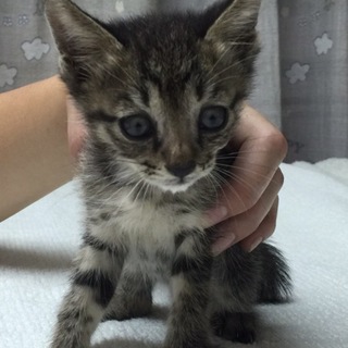 キジトラ子猫ちゃん