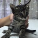 キジトラ子猫ちゃん