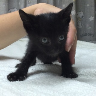 ちび黒ちゃん