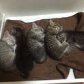 5匹の子猫の里親さん募集中。