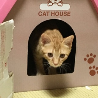 3兄弟のイケニャン担当♪