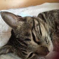 ぽーちゃん