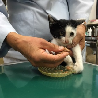 甘え子姫ちゃん、家族募集中です‼︎