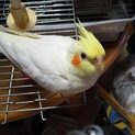 オカメインコ(ルチノー)の里親になって下さい