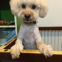 【大至急里親を探しています】トイプードル7歳♂