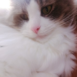 ノルウェージャンのオス猫