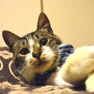 【里親さん決定】エイズ陽性でも家族が欲しい1歳♂