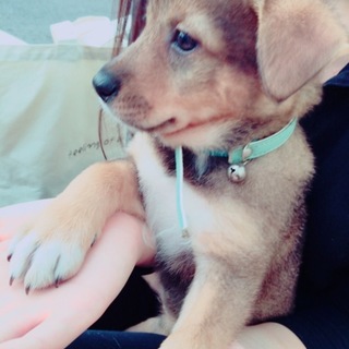 保健所収容中！優しい手を差し伸べて！