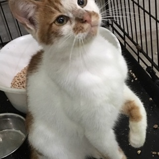 だんだん慣れてきた茶白くん