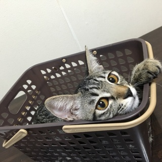 元気なサバのモカちゃん