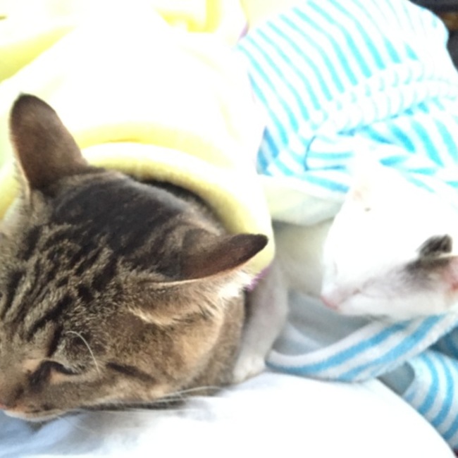 Nyan_happylifeのカバー写真