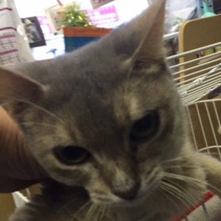 ソマリの女の子　３歳