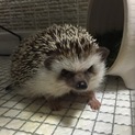 ハリネズミ(一時停止させていただきます)