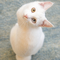アミ