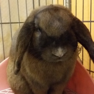 保護うさぎ/55番 関東関西輸送あります！