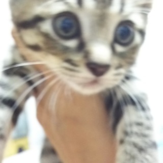 離乳済み！キジトラ兄弟。生後２ヶ月弱