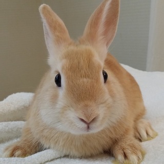 保護うさぎ/67番 関東関西輸送あります！