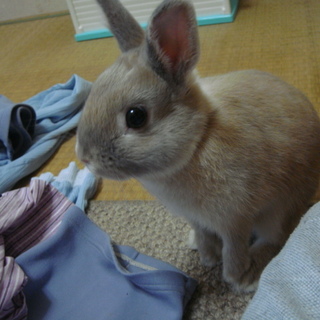 ネザーランド・ピーターラビット